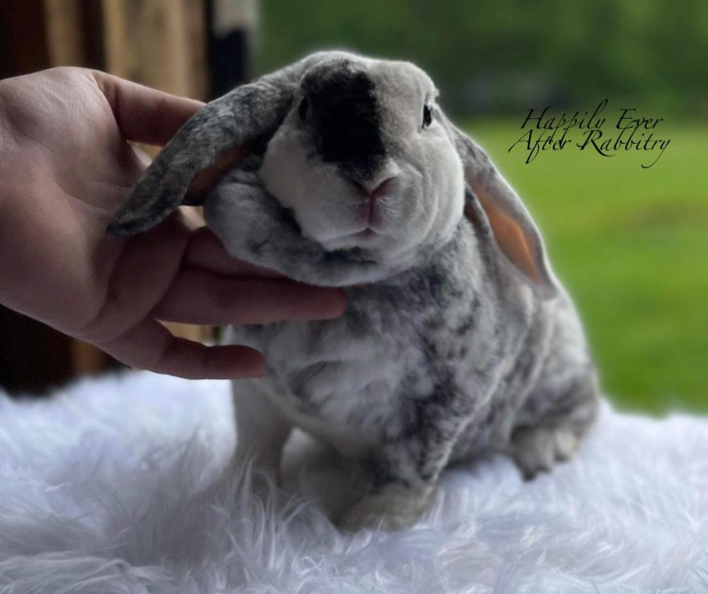 Experience Mini Plush Bliss: Bunnies for Sale, Perfect for Cuddles and Love