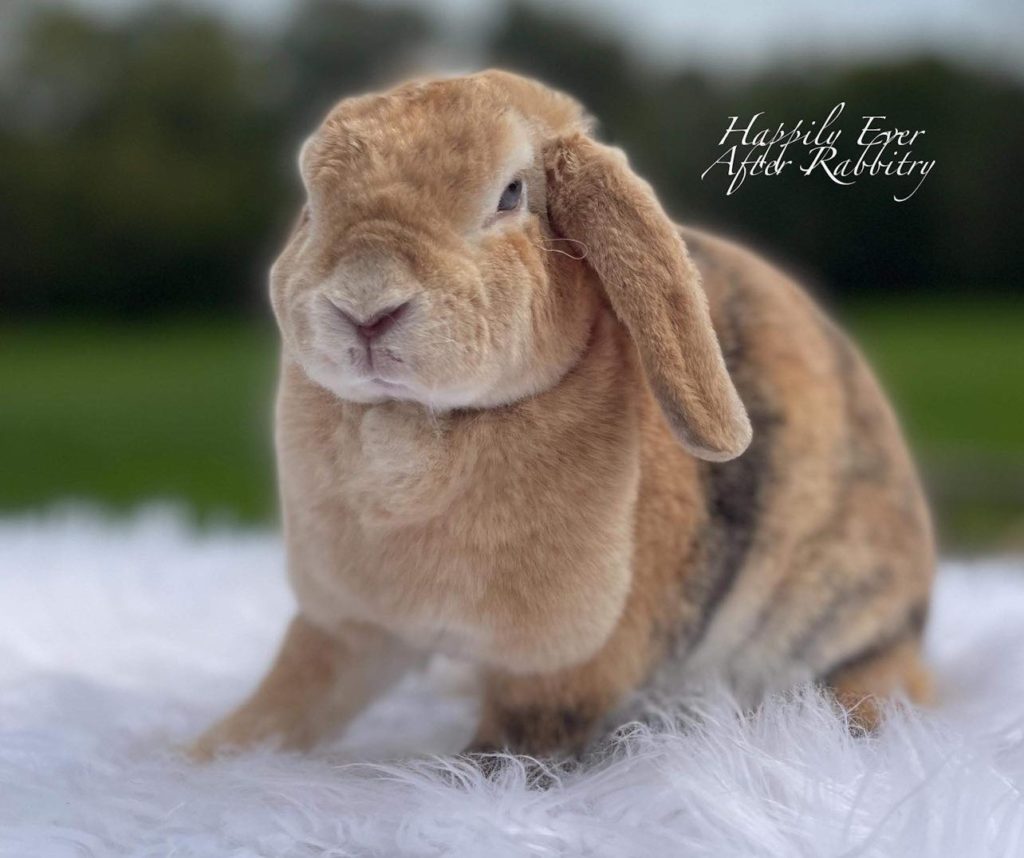 Plush Perfection Awaits: Mini Plush Lop Bunnies for Sale, Find Your Furry Bliss