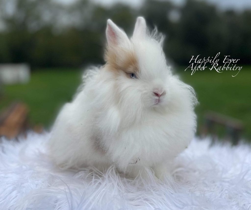 Embrace the Fluff: Lionhead Rabbit for Sale, Add a Touch of Royalty to Your Life