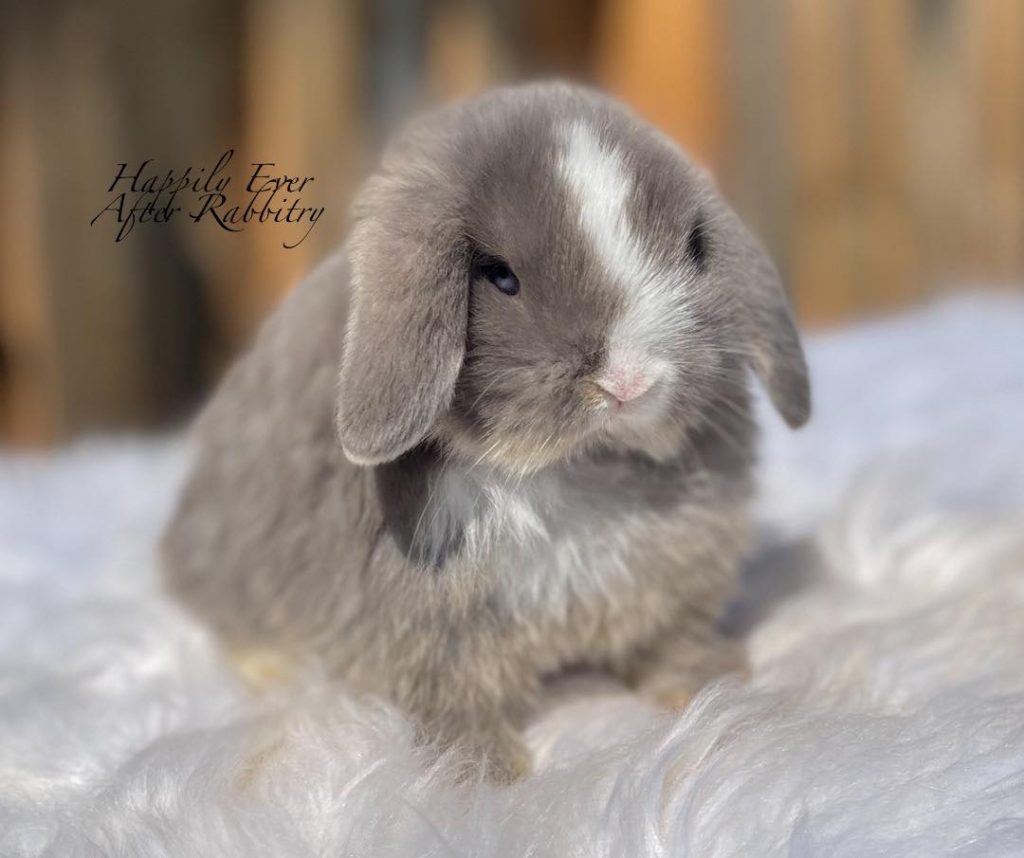 Vienna Marked Lilac Otter Holland Lop