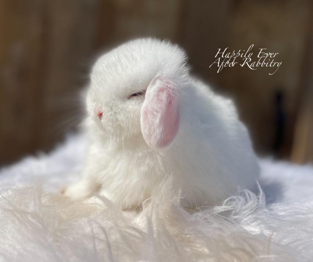 Blue-Eyed White Holland Lop
