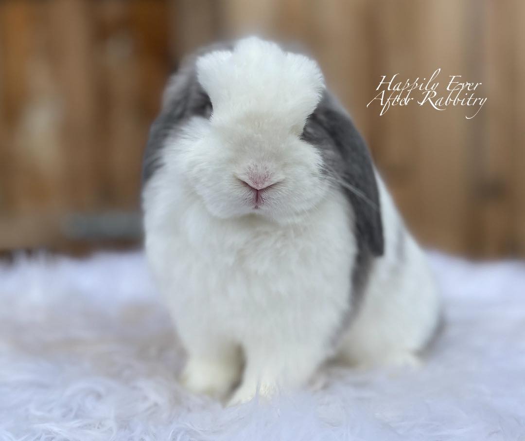 Snuggle Up with a Rabbit: Rabbits for Sale, Perfect Cuddle Buddies!