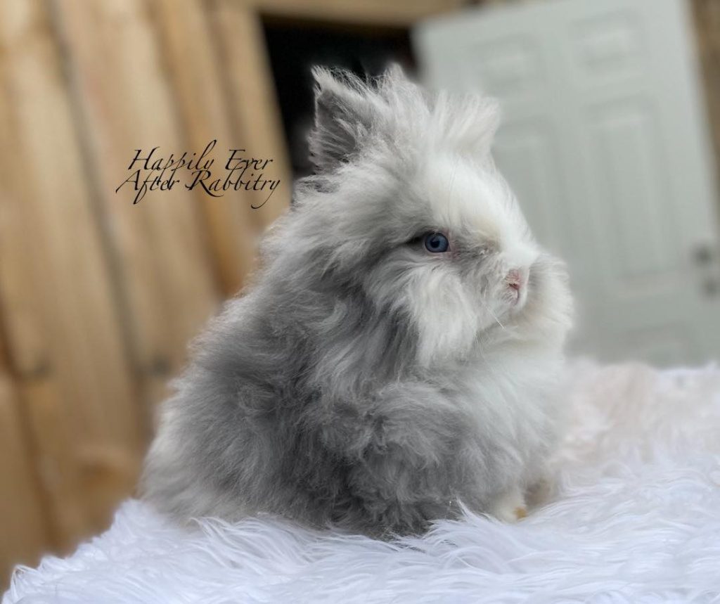 Fluffy Mane, Full Hearts: Lionhead Rabbit for Sale, Bring Home the Majesty