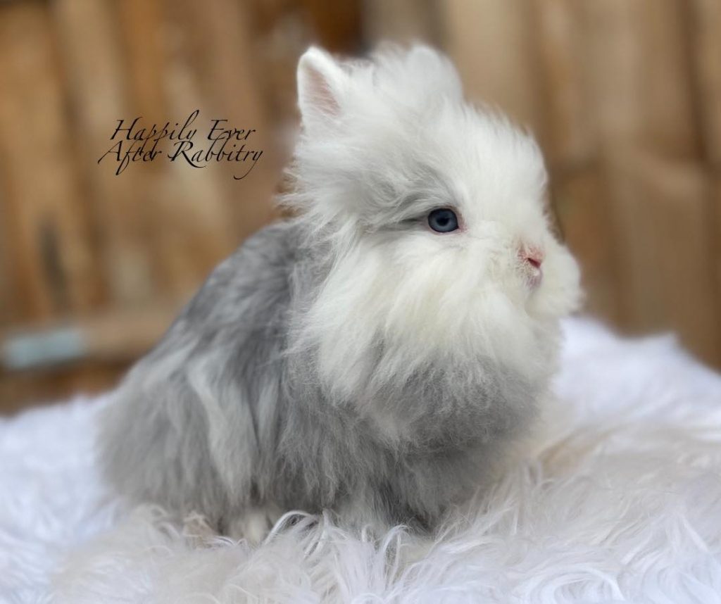 Discover Majestic Fluff: Lionhead Rabbit for Sale, Your Royal Companion Awaits