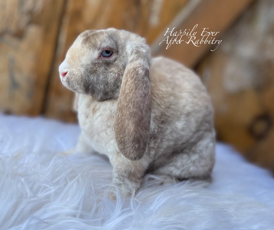 Mini Plush Lops Galore: Adorable Bunnies Available for Sale Now!