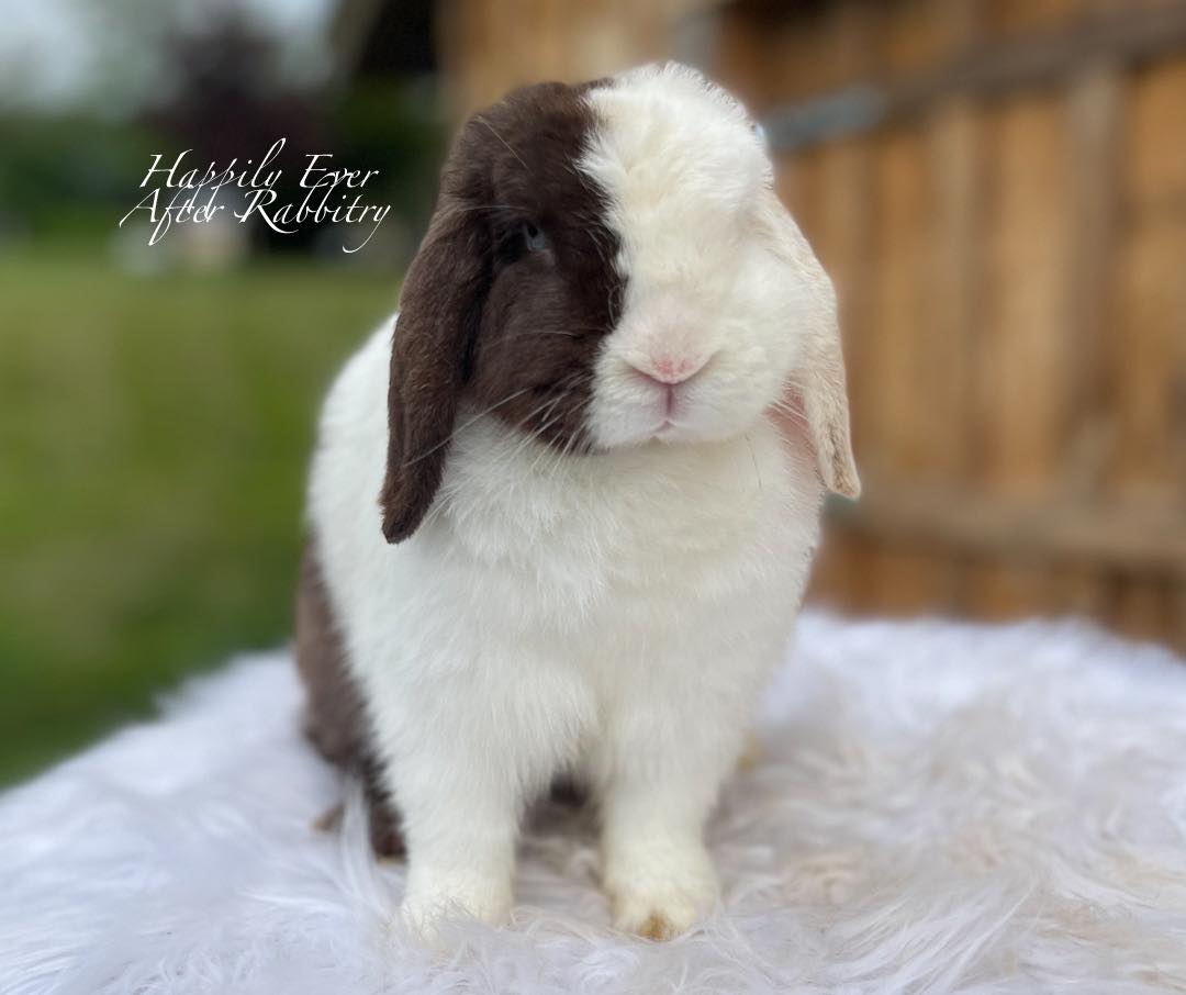 Discover Delightful Bunnies: Rabbits for Sale Looking for Loving Homes