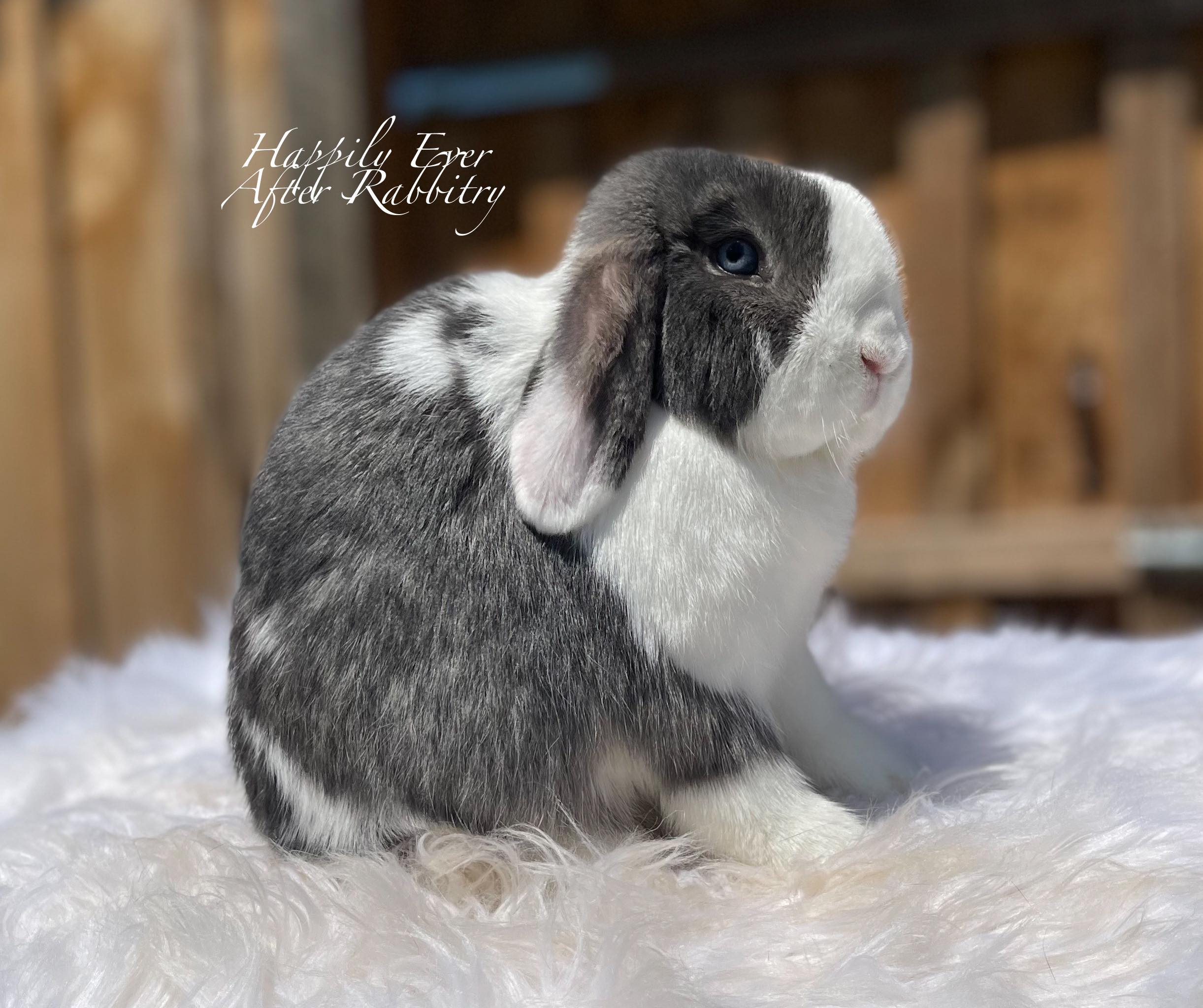 Hop into Happiness: Adorable Bunnies for Sale Near Me