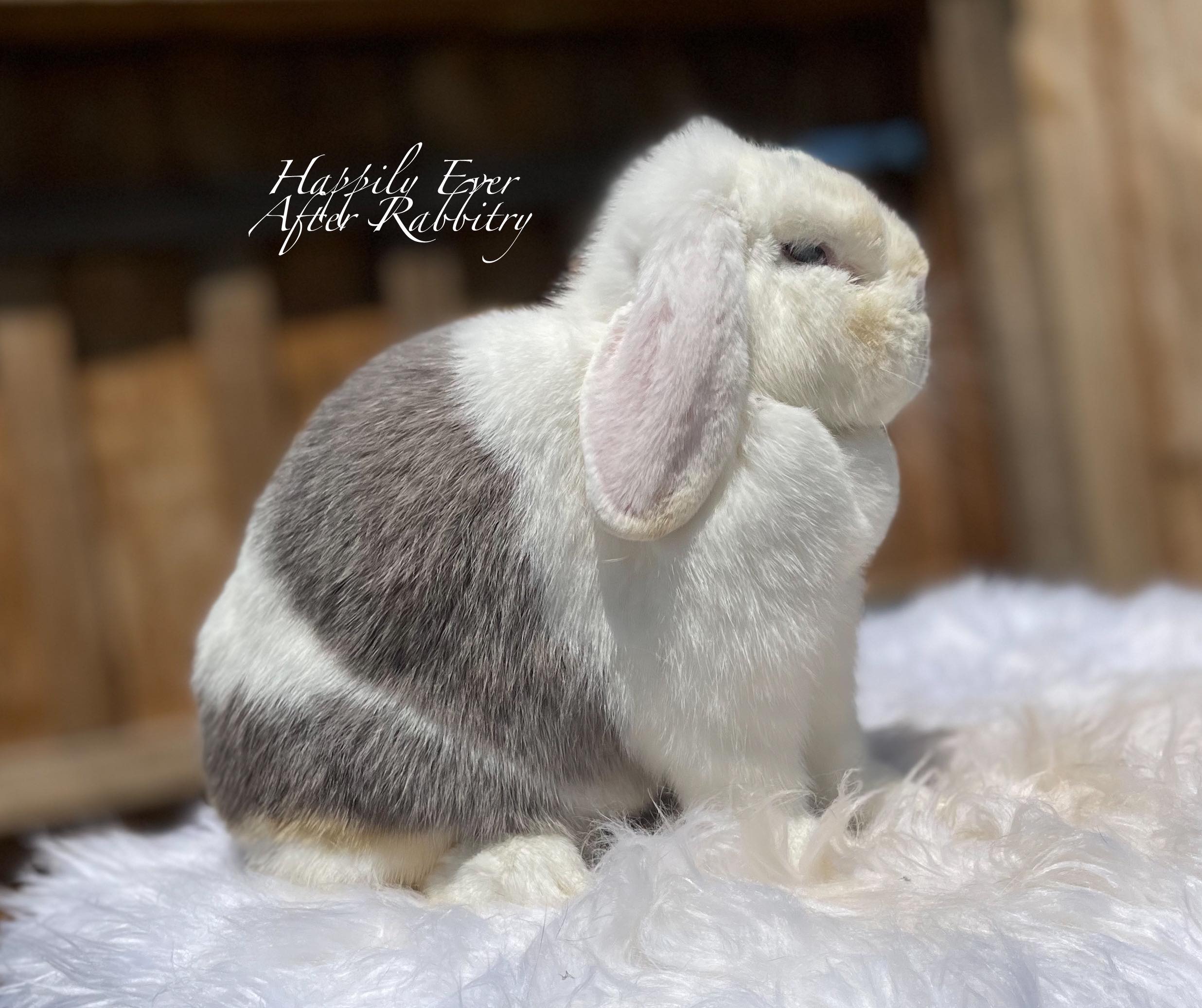 Hop into Happiness: Rabbits for Sale, Your New Companion Awaits