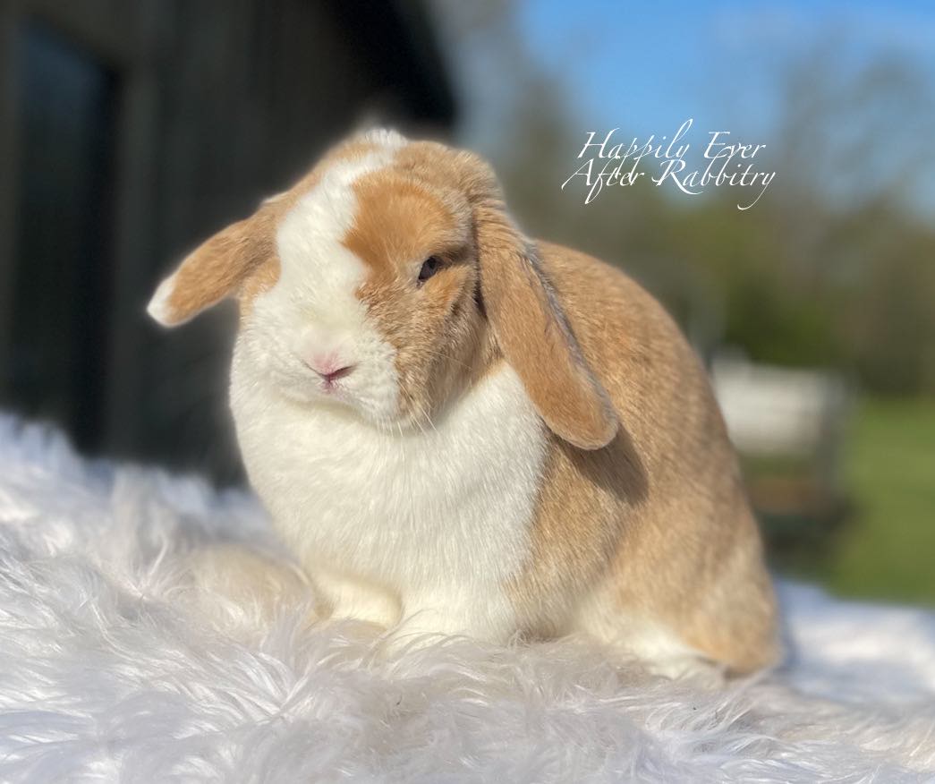 Hop into Holland Lop Happiness: Adorable Bunnies Available Now! 