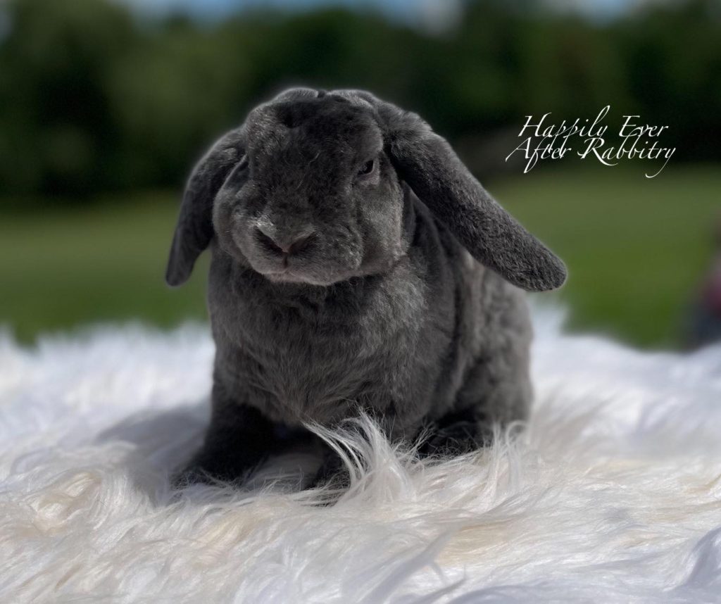 Plush Perfection Awaits: Miniature Plush Lop Bunnies for Sale, Find Your Furry Bliss Today