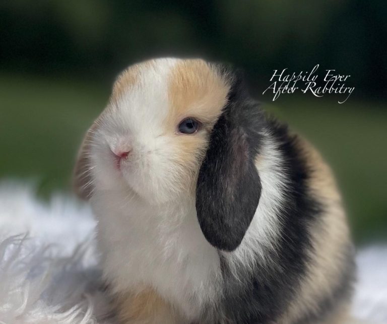 Holland Lop Color Chart