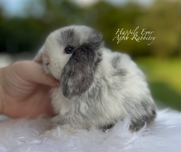 Holland Lop Color Chart