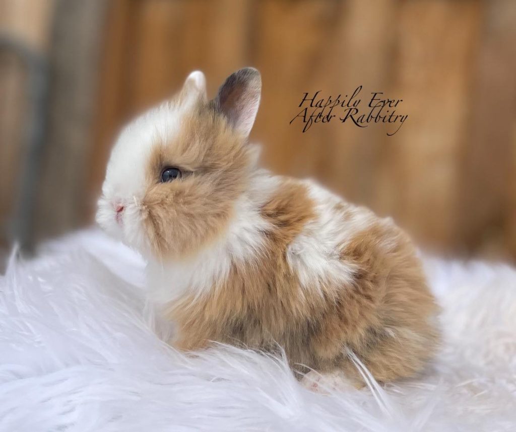 Roar into Cuteness: Lionhead Rabbit for Sale, Ready to Join Your Pride!