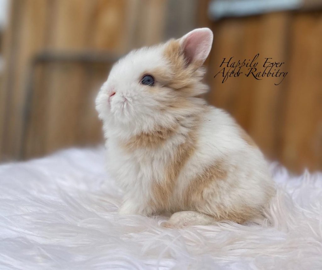 From Mane to Tail: Lionhead Rabbit for Sale, Your Regal Companion
