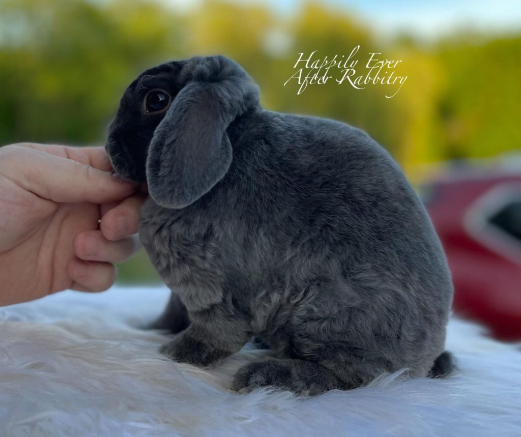 Snuggle Up with Mini Plush Lop Cuteness: Your Fluffy Friend Awaits