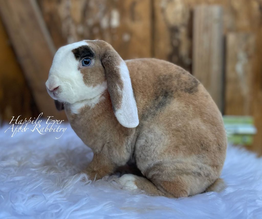 Tiny Tails, Big Smiles: Miniature Plush Lop Bunnies for Sale, Ready to Bring Joy
