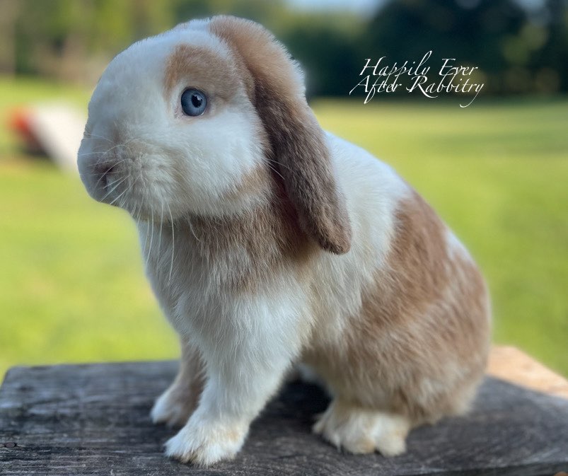 Cute Bunny Needs New Hoppin' Grounds! Adopt Today