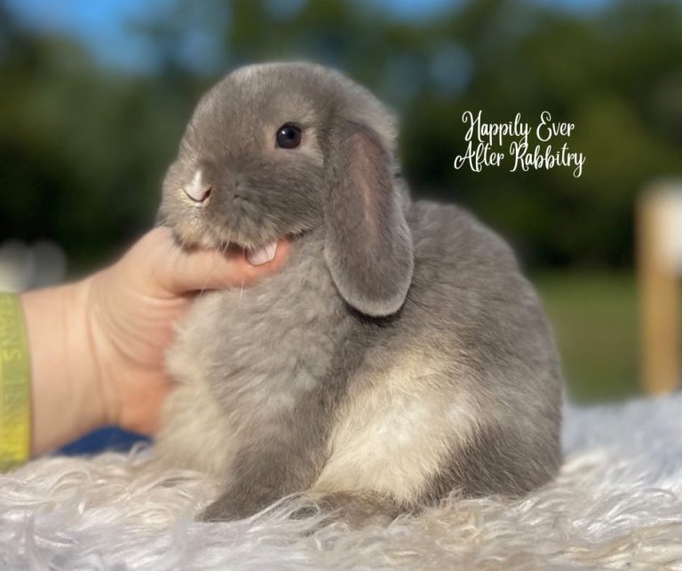 Holland Lop Color Chart