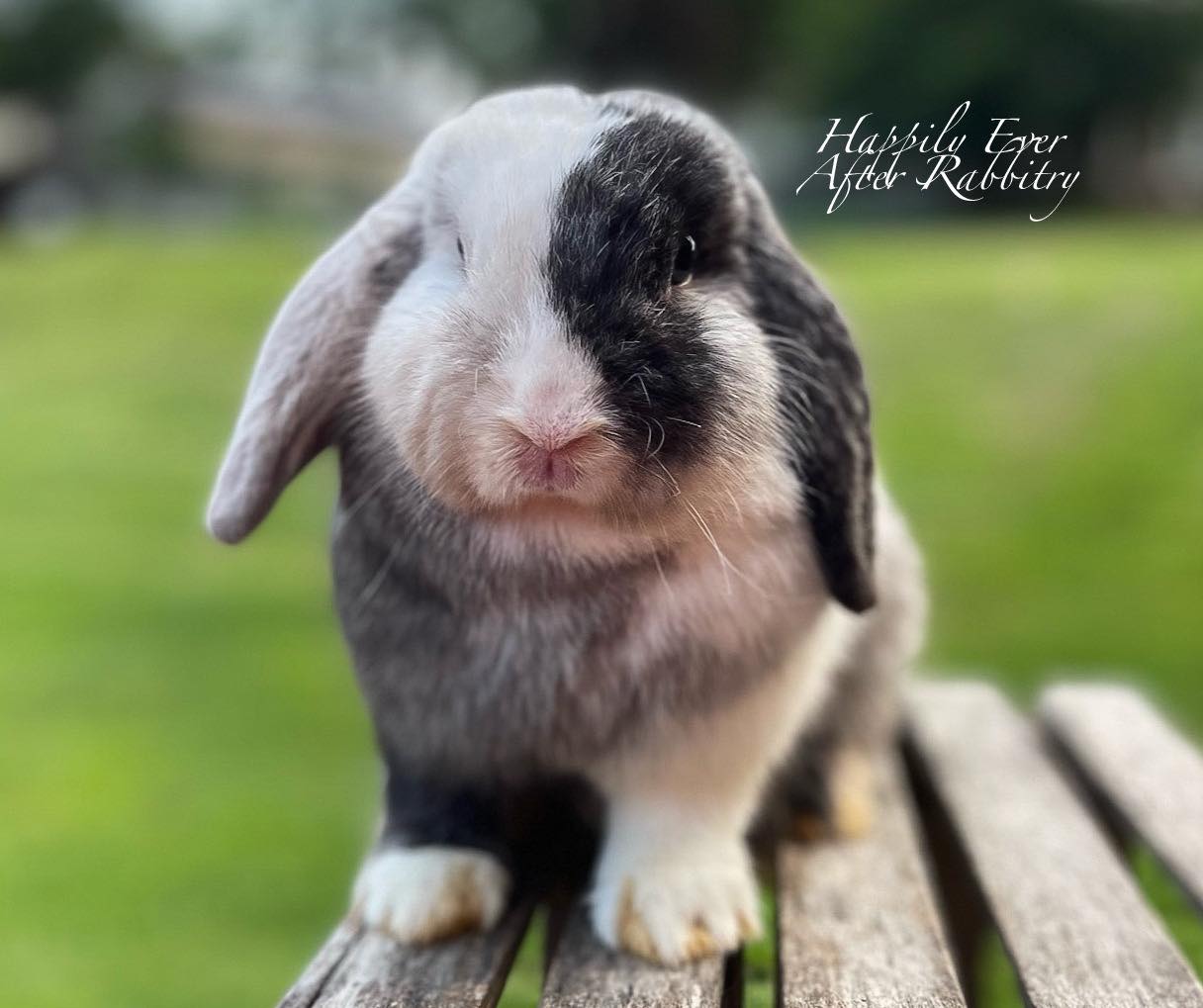 Discover Holland Lop Charm: Find Your Perfect Companion Today