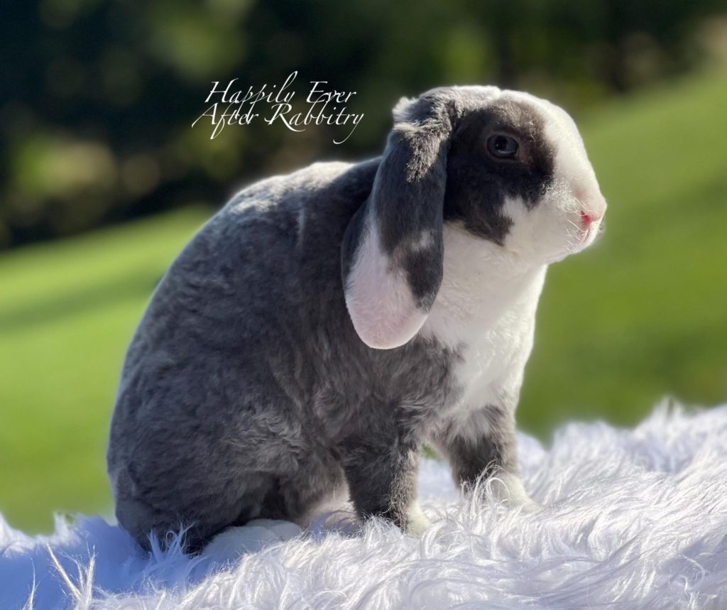 Furry Hugs Guaranteed: Miniature Plush Lop Bunnies for Sale, Waiting to Join Your Family