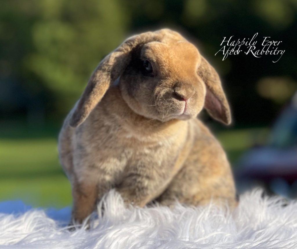Tiny Delights Await: Miniature Plush Lop Bunnies for Sale, Ready to Snuggle