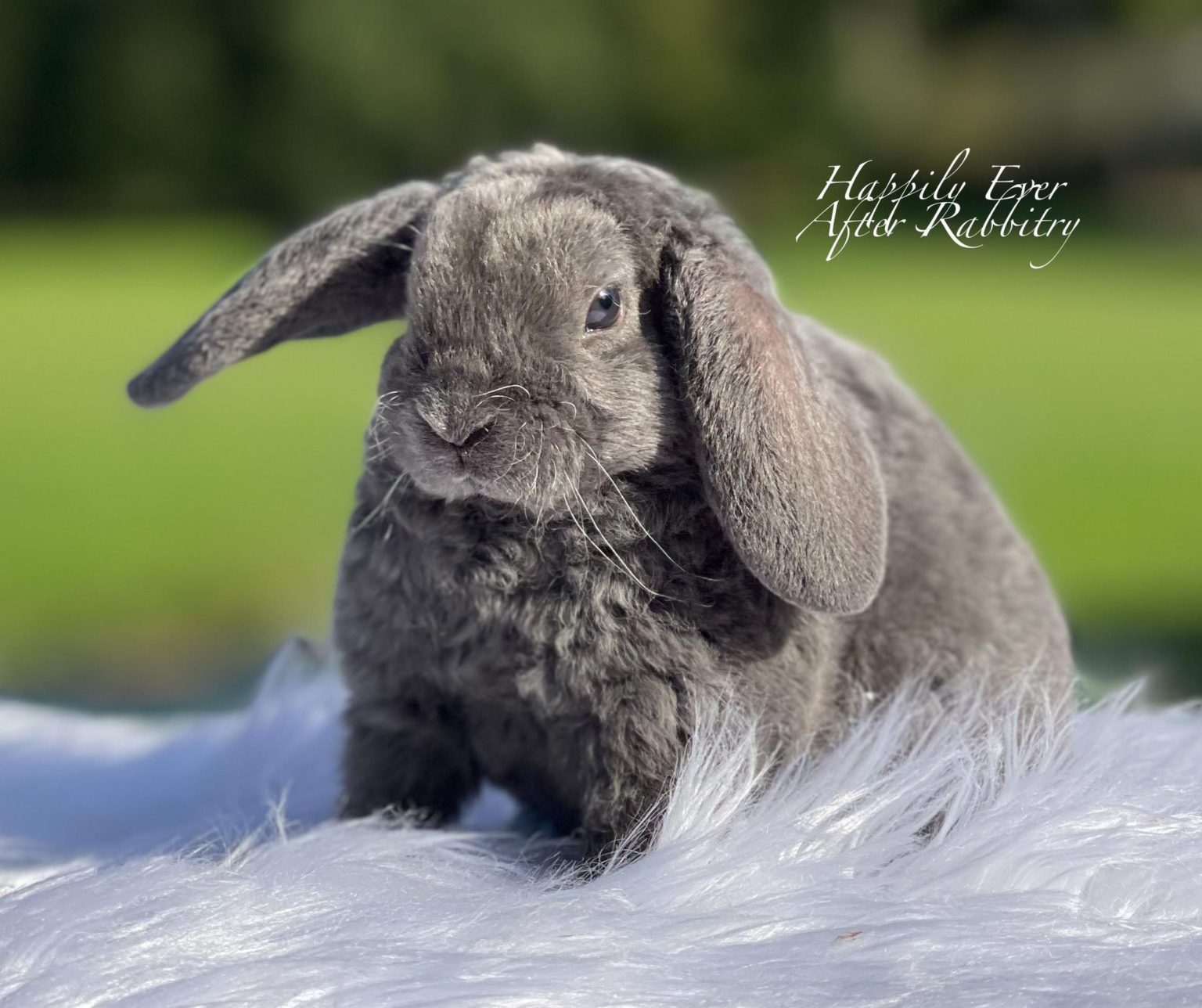 Available Bunnies - Happily Ever After Rabbitry
