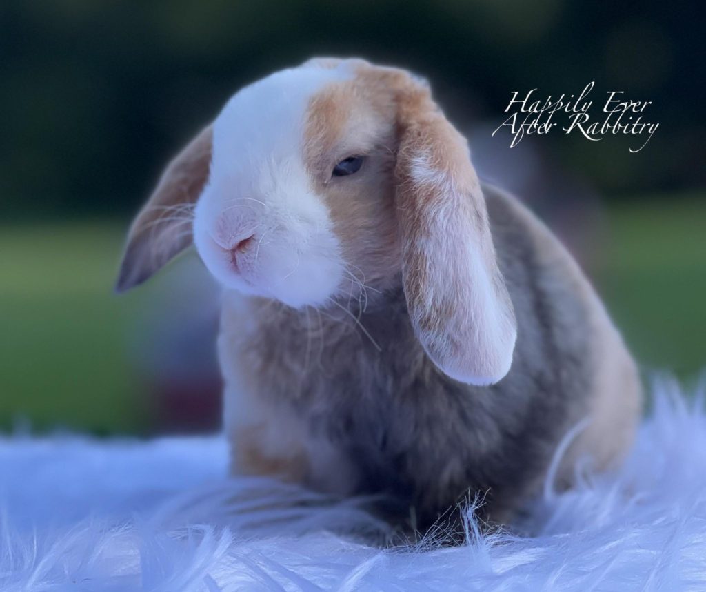From Mini to Mighty Love: Miniature Plush Lop Bunnies for Sale, Your Furry Soulmate Awaits