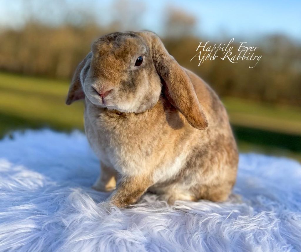 Cozy Up with Mini Plush Lovelies: Miniature Plush Lop Bunnies Looking for Homes