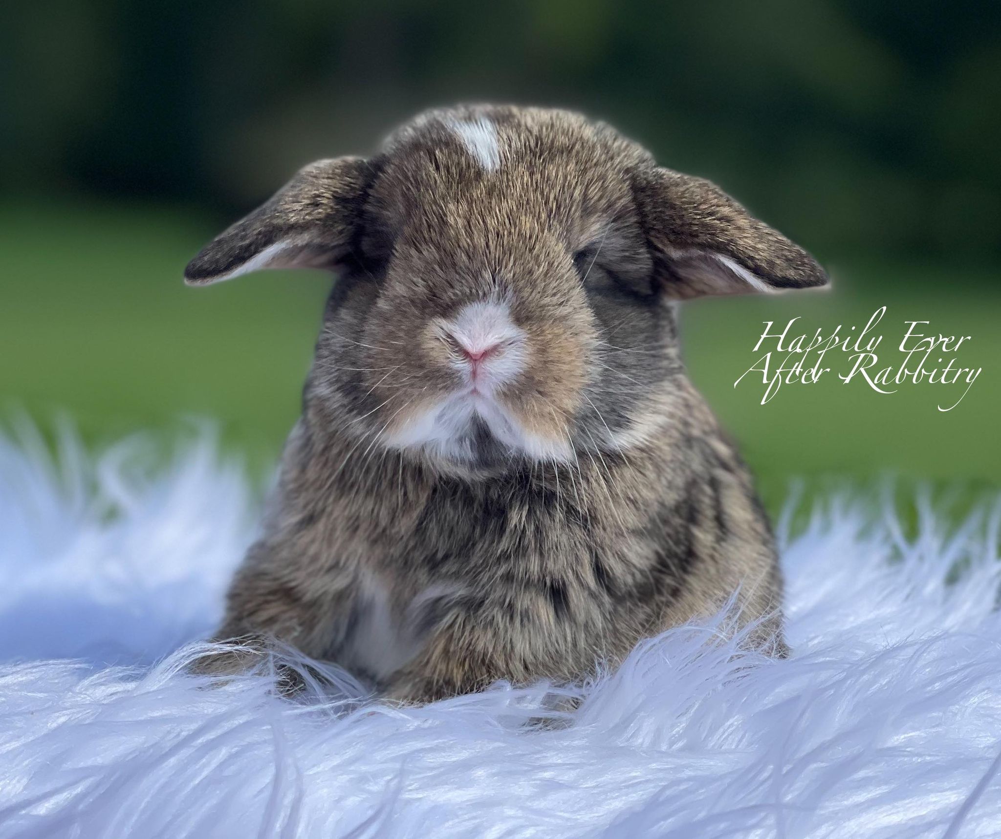 Holland Lop Color Chart