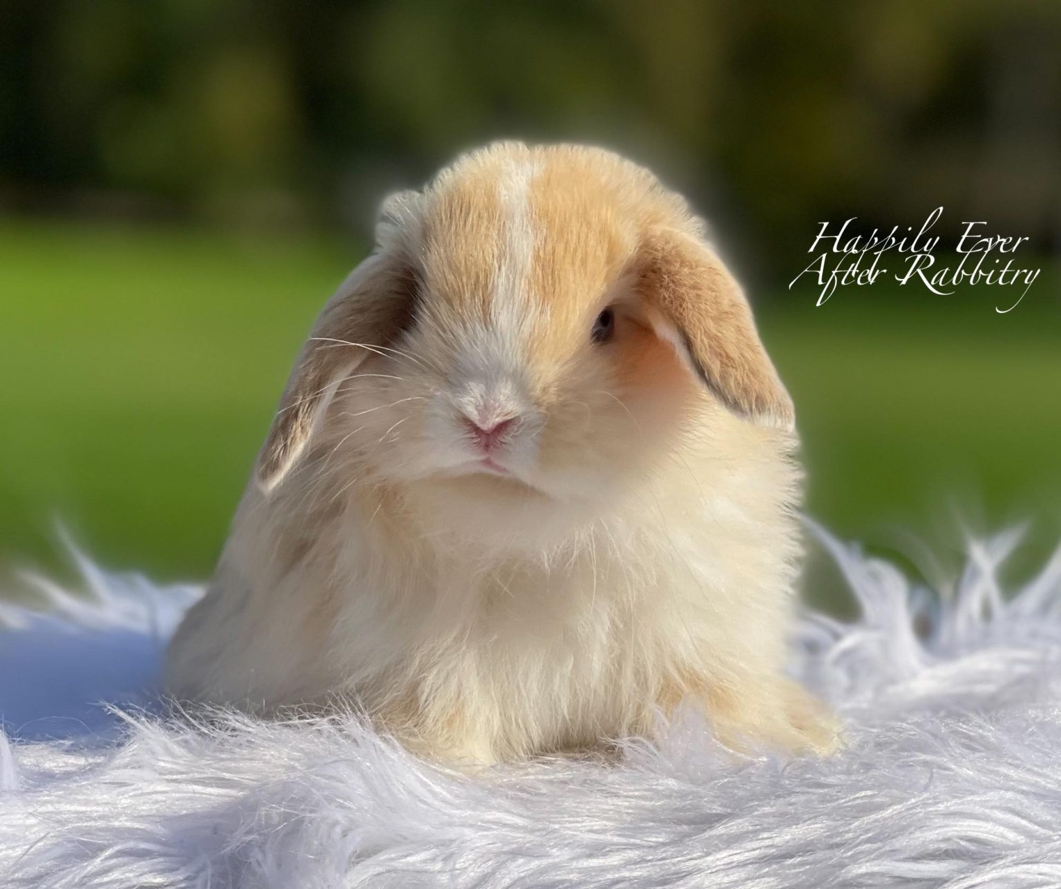 Holland Lop Color Chart