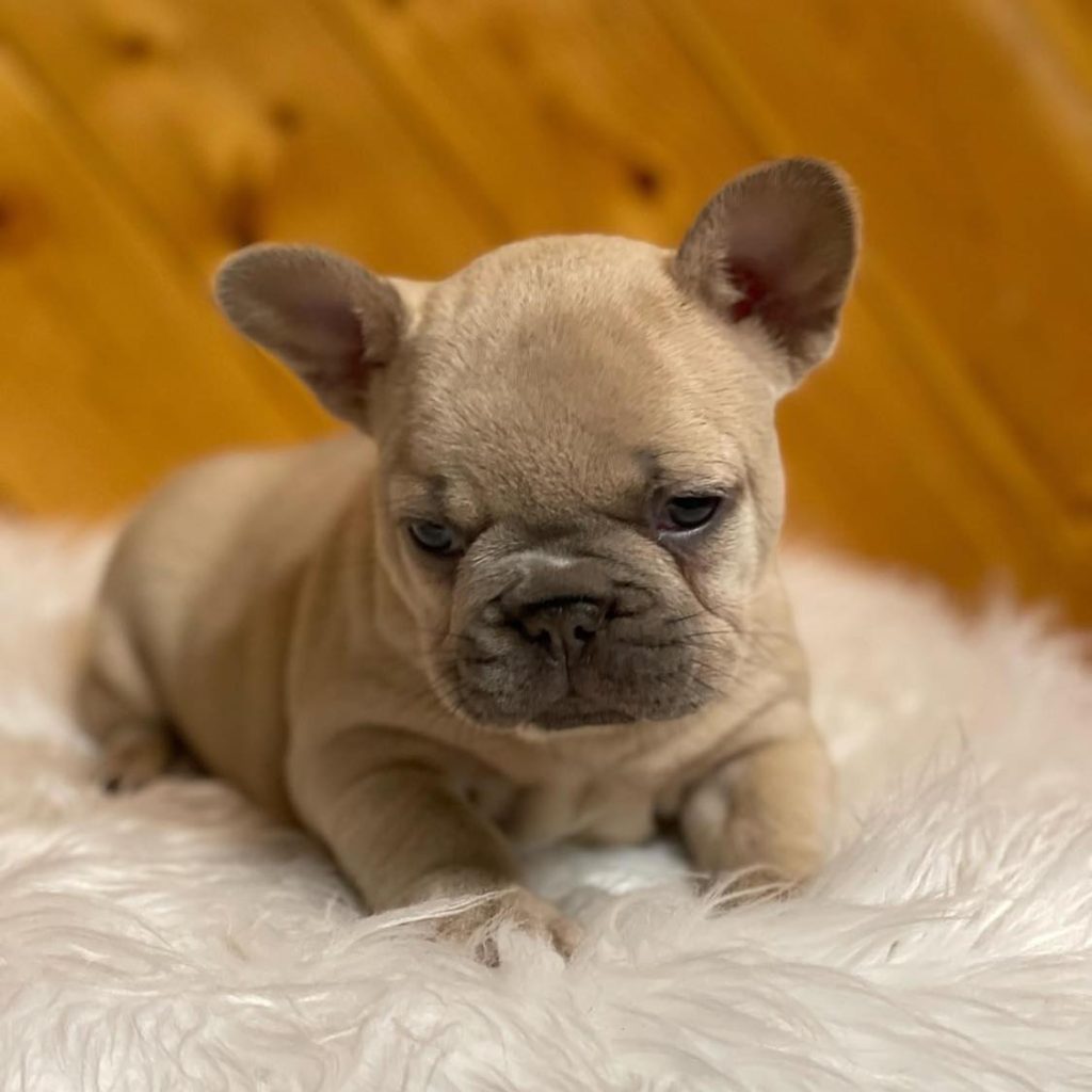 Tiny Tails, Big Joy – Frenchie Puppies for Sale – Your Playful Buddies!