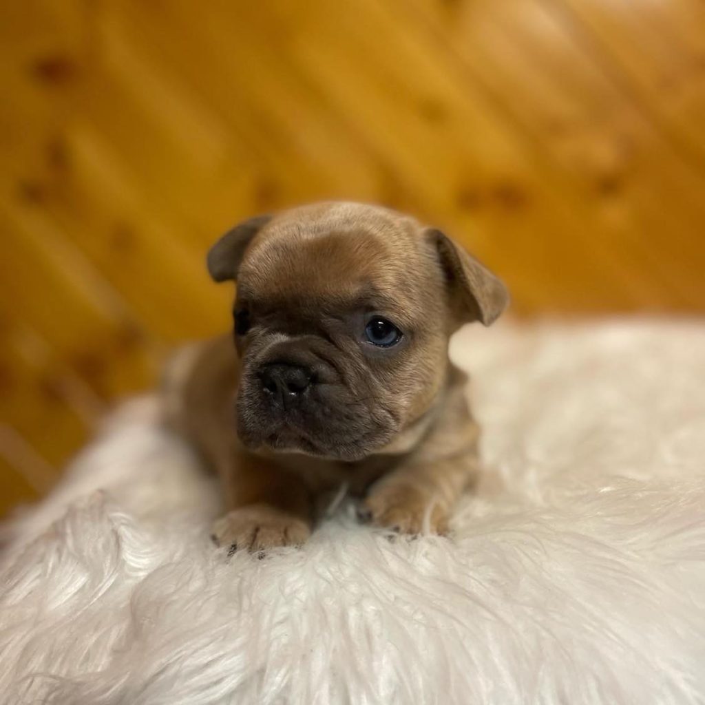 Explore Local Joy – Frenchie Puppies for Sale Near Me – Your Perfect Pet!