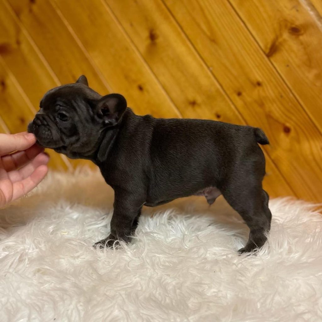 Cherish Every Moment – A Loving French Bulldog for Sale Awaits You!