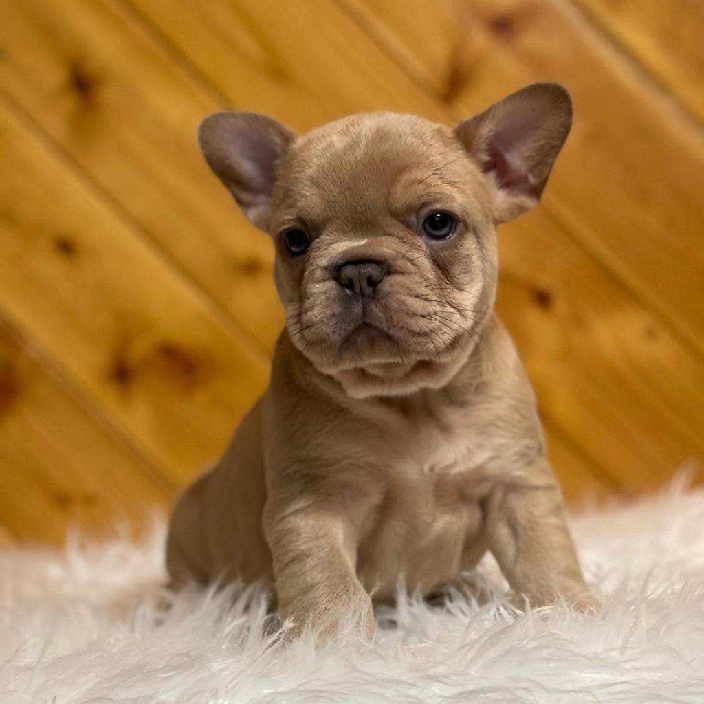 Cherish Local Joy – Adorable French Bulldogs for Sale Near Me Await Adoption!