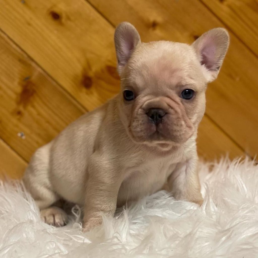 Cherish Every Moment – Your Frenchie Companion is Ready for Adoption!