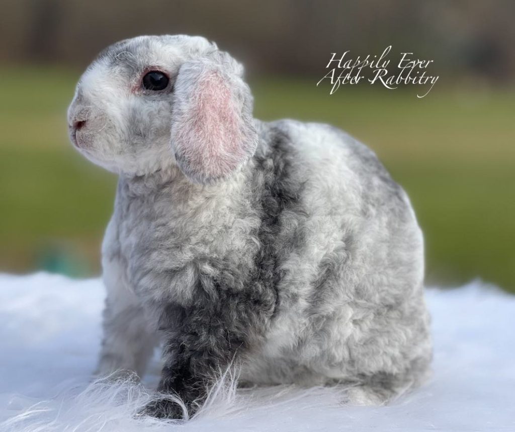 Amerikanisches Fuzzy Lop Kaninchen