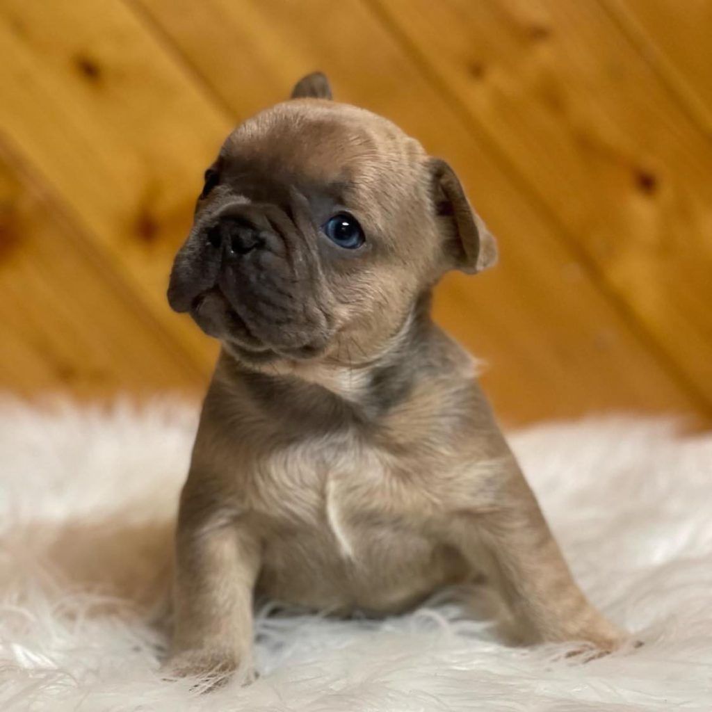 Find Your Furry Soulmate – A Lovable Frenchie for Sale Awaits You!