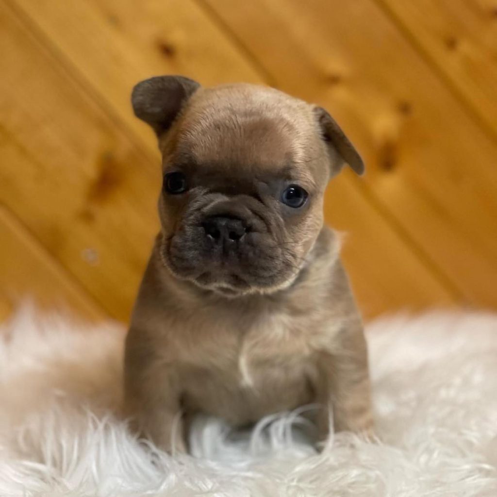 Cherish Local Love – Adorable Frenchies for Sale Near Me Await You!