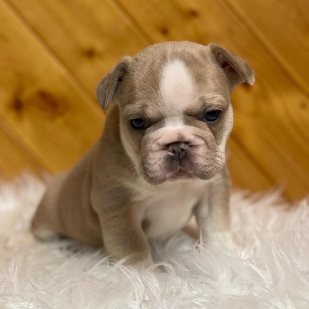 Adopt a French Bulldog – Loving French Bulldogs for Sale – Your Next Companion!