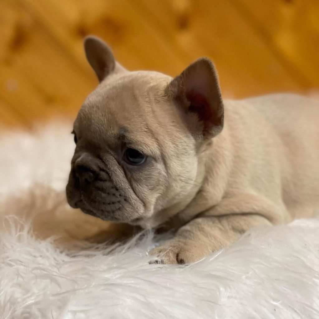 Cute and Chic – Frenchie for Sale – Your Stylish Companion!