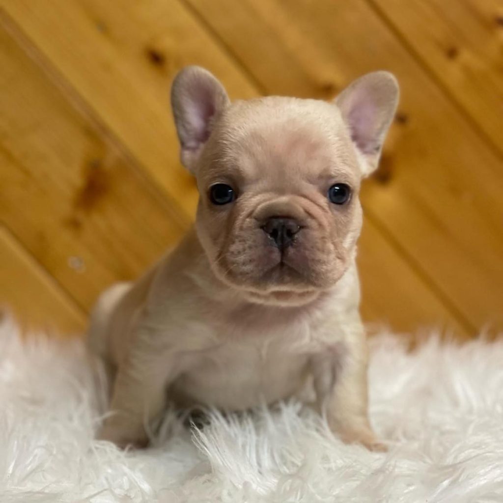 Explore Our Available French Bulldogs – Loving Companions for Adoption!