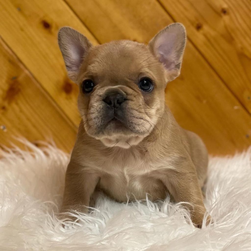 Elegance Meets Joy – French Bulldogs for Sale – Your Regal Companion!
