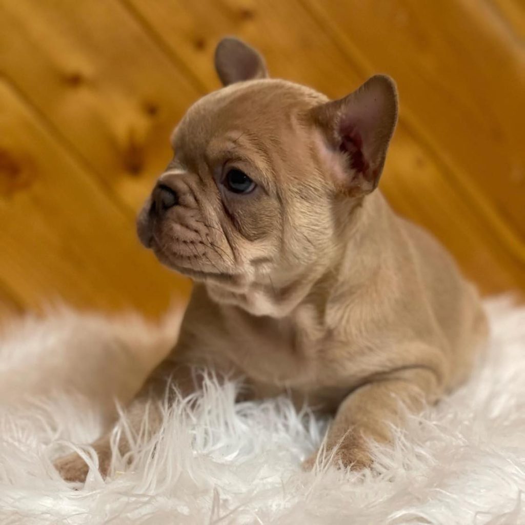 Cherish Nearby Joy – French Bulldog Puppies for Sale Near Me Await Adoption!