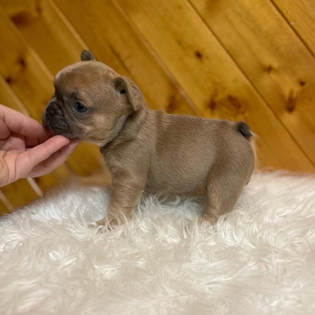 Cherish Puppyhood – Adorable Frenchie Puppies for Sale Near You!