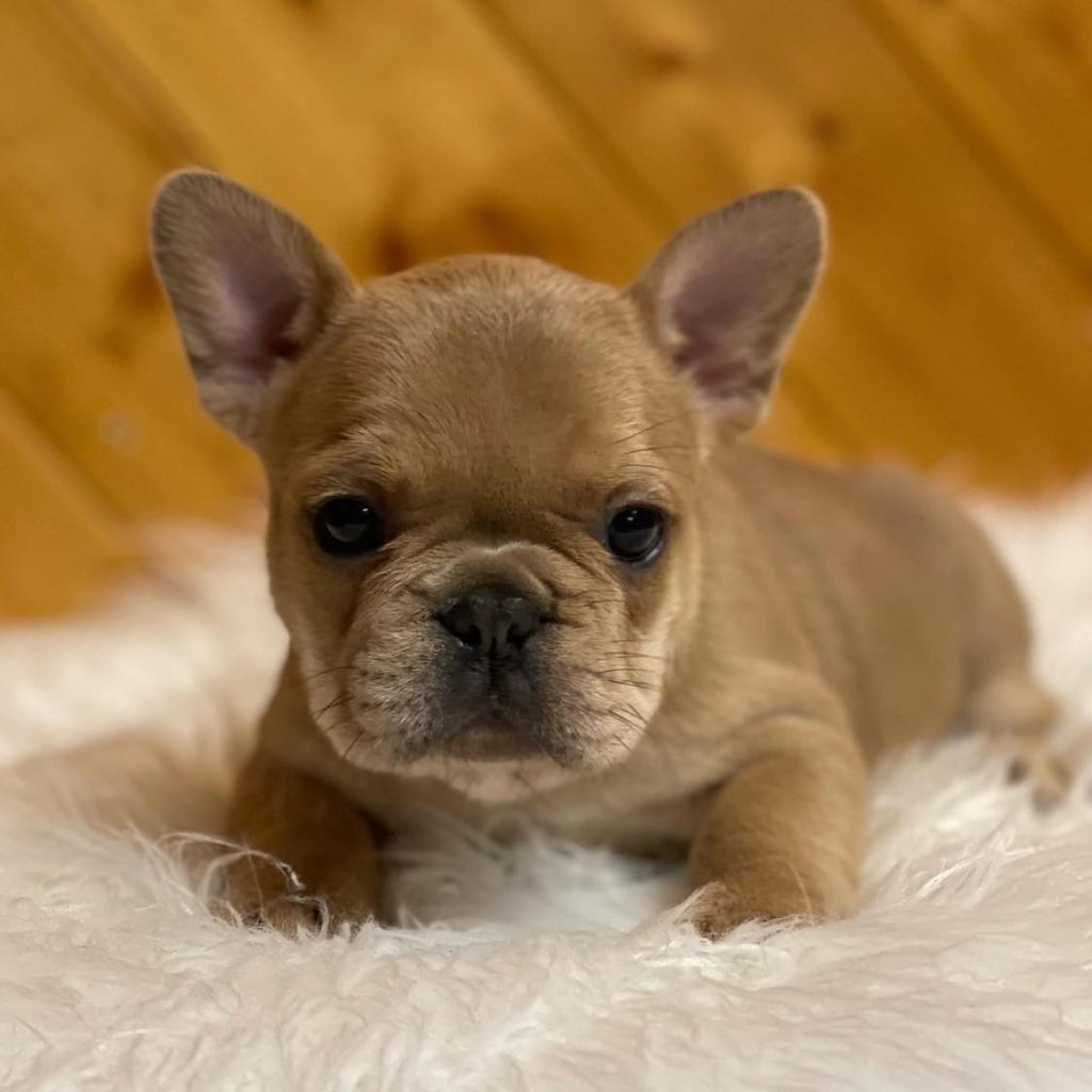 Lovable Legacies – French Bulldogs for Sale – Discover the Sweetness!