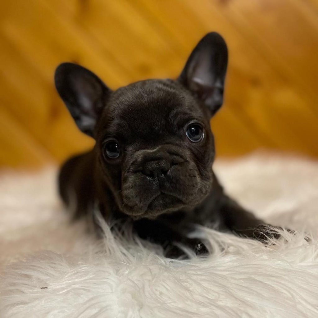 Find Your Furry Friend – Charming French Bulldogs for Sale Await Adoption!