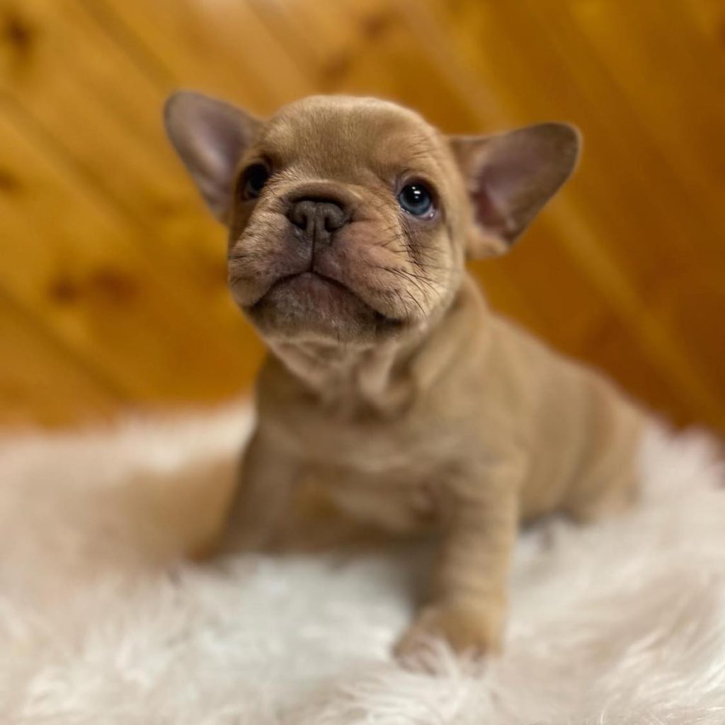 French Bulldogs for Sale near me