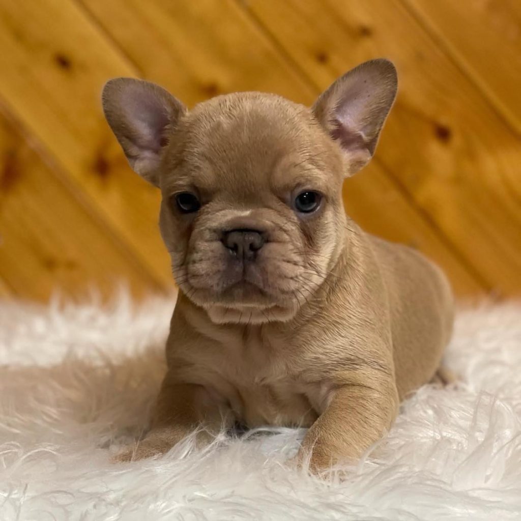 Find a Nearby Furry Friend – Explore French Bulldogs for Sale Near You!