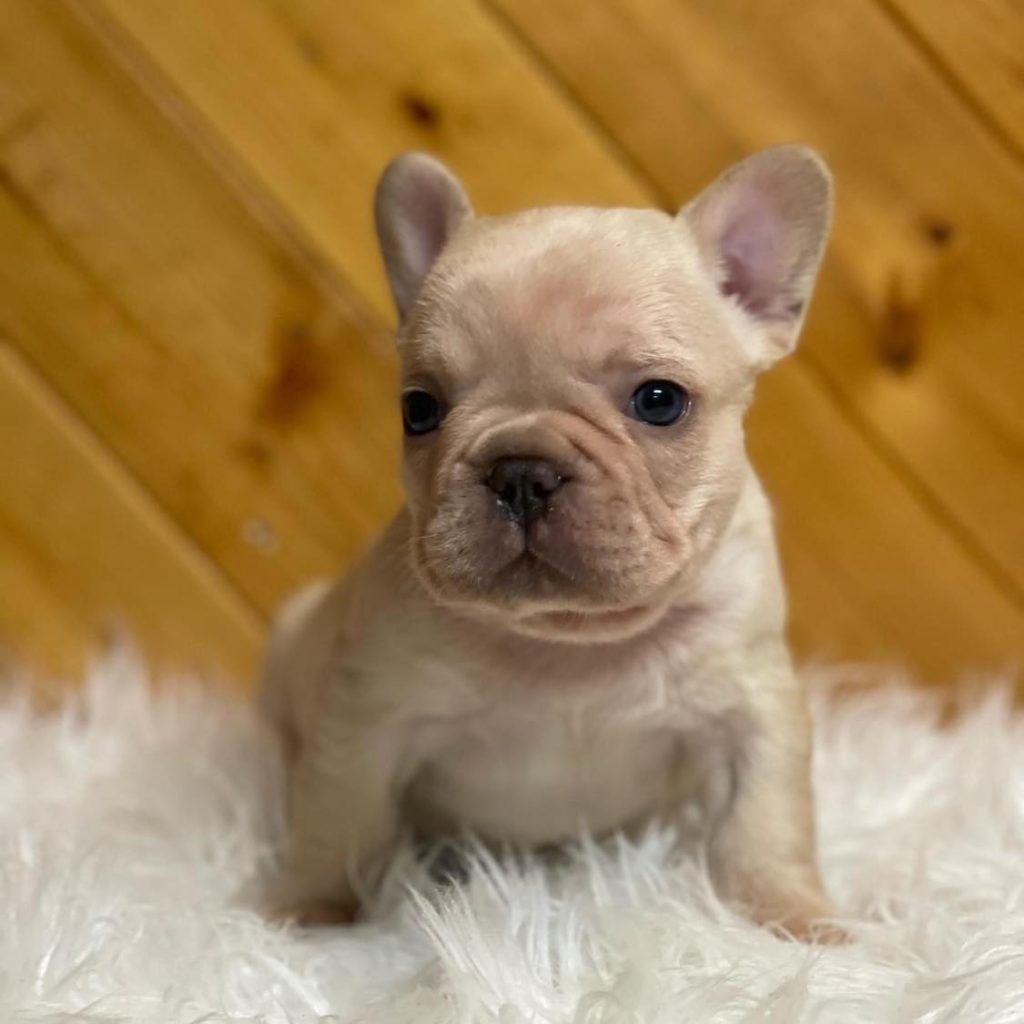 Adopt a Frenchie Today – Explore Our Charming French Bulldogs for Sale!