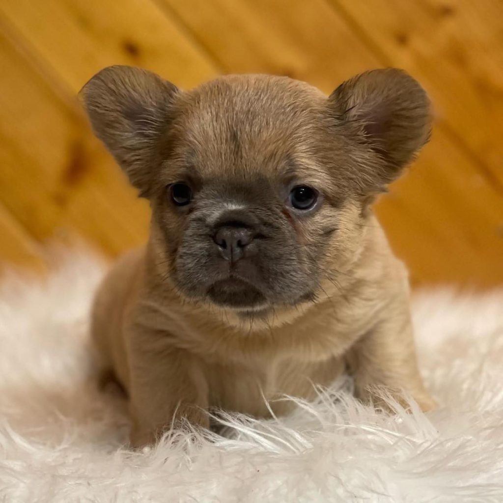 French bulldog puppies for sale near me